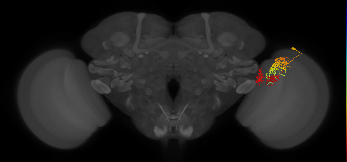 TmY16_R (JRC_OpticLobe:24455)