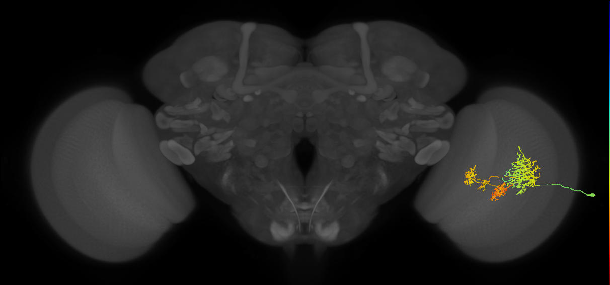 TmY16_R (JRC_OpticLobe:23182)