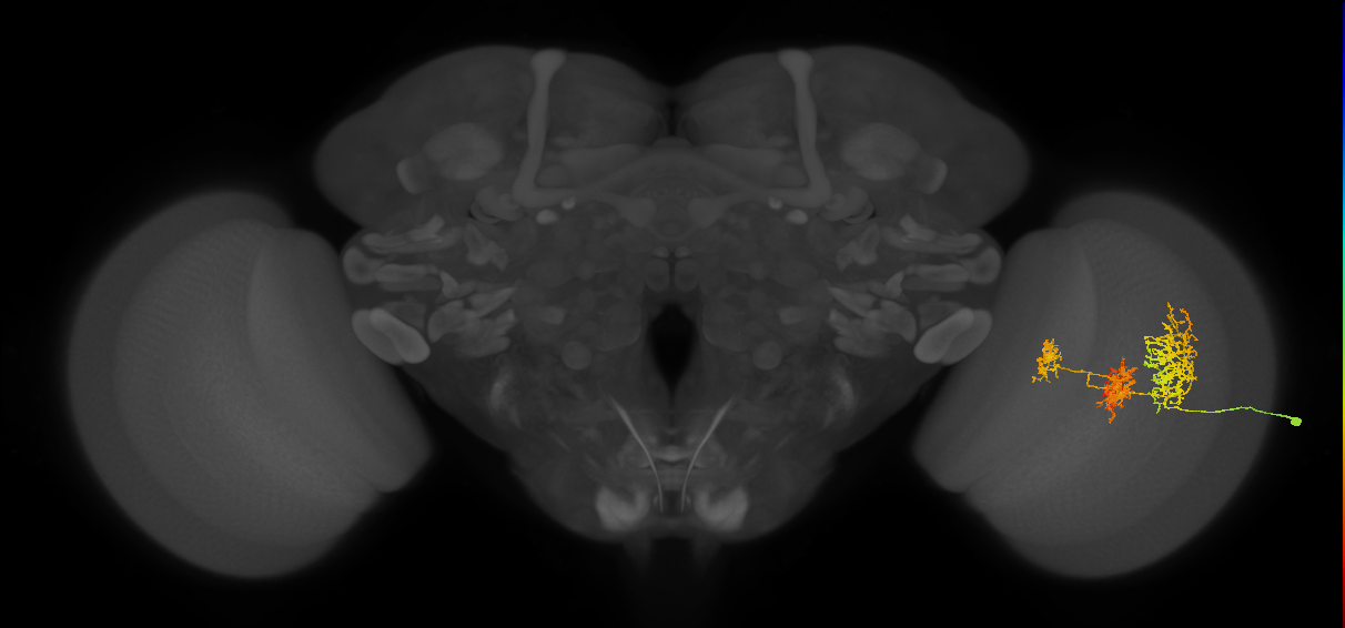 TmY16_R (JRC_OpticLobe:22366)