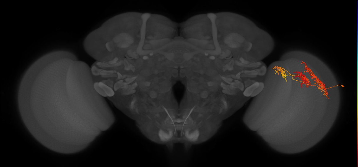 TmY16_R (JRC_OpticLobe:25101)