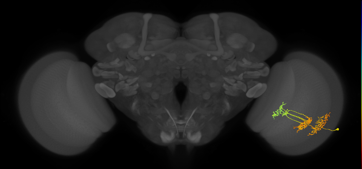 TmY16_R (JRC_OpticLobe:24443)