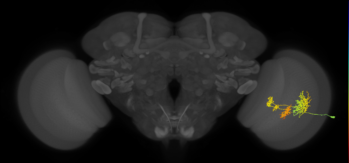 TmY16_R (JRC_OpticLobe:20761)