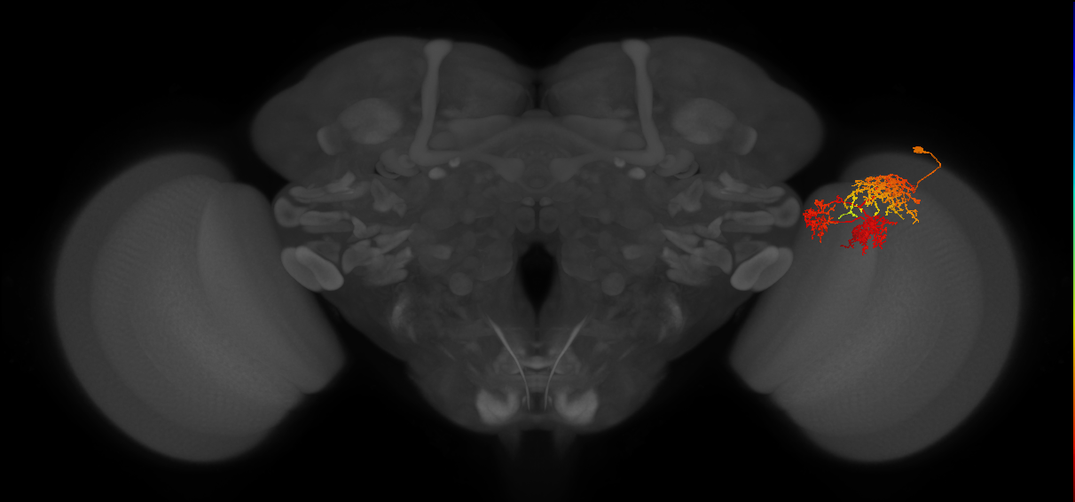 TmY16_R (JRC_OpticLobe:23676)