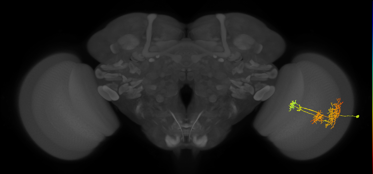 TmY16_R (JRC_OpticLobe:22143)