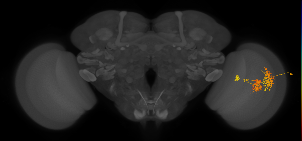 TmY16_R (JRC_OpticLobe:23487)