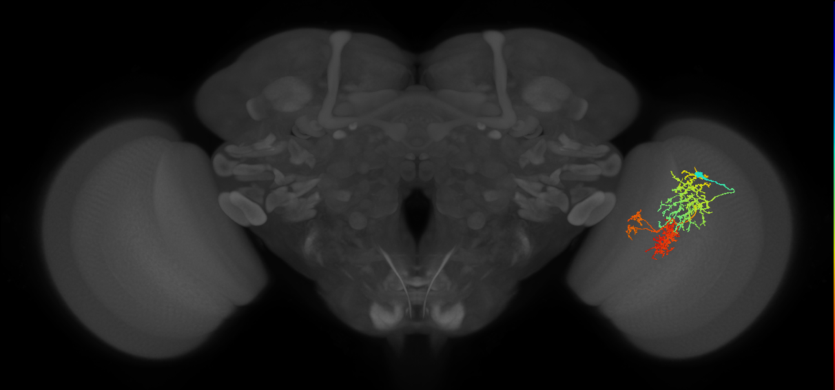 TmY16_R (JRC_OpticLobe:29170)