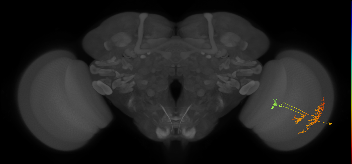 TmY16_R (JRC_OpticLobe:29733)