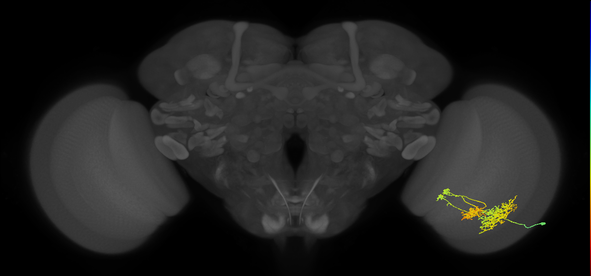 TmY16_R (JRC_OpticLobe:21307)