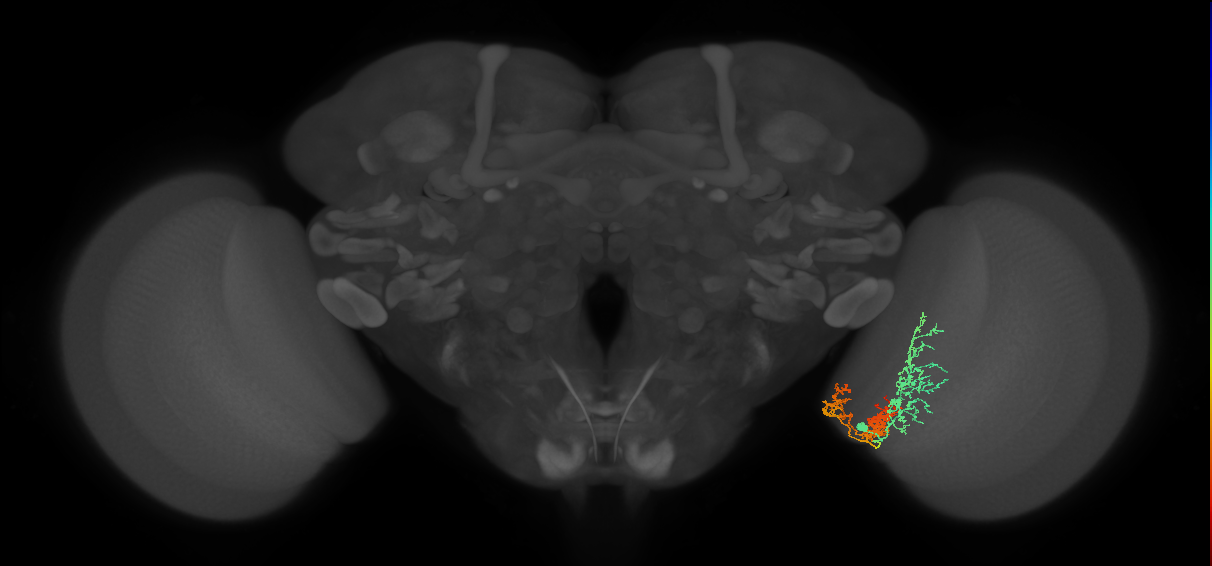 TmY16_R (JRC_OpticLobe:32513)
