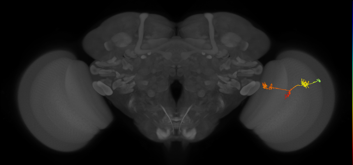 TmY17_R (JRC_OpticLobe:44207)
