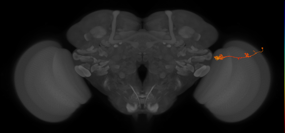 TmY17_R (JRC_OpticLobe:53421)