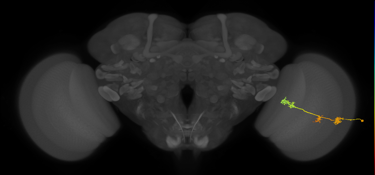 TmY17_R (JRC_OpticLobe:47777)