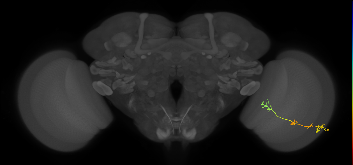 TmY17_R (JRC_OpticLobe:53977)