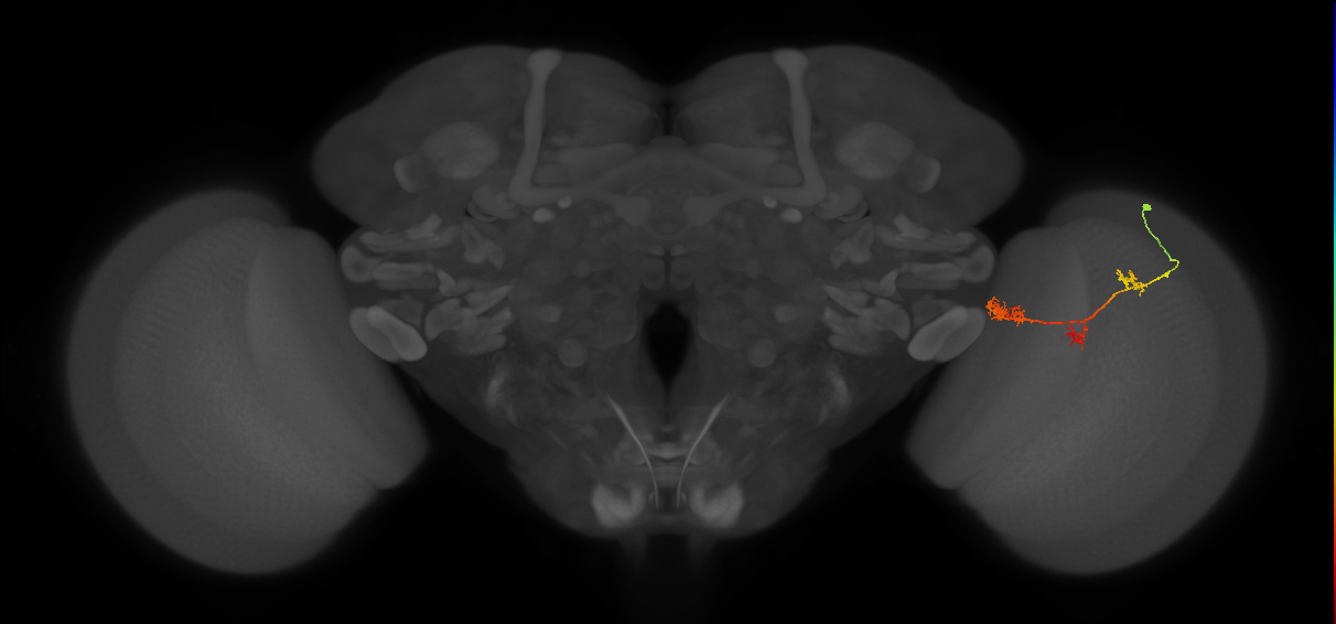 TmY17_R (JRC_OpticLobe:55458)