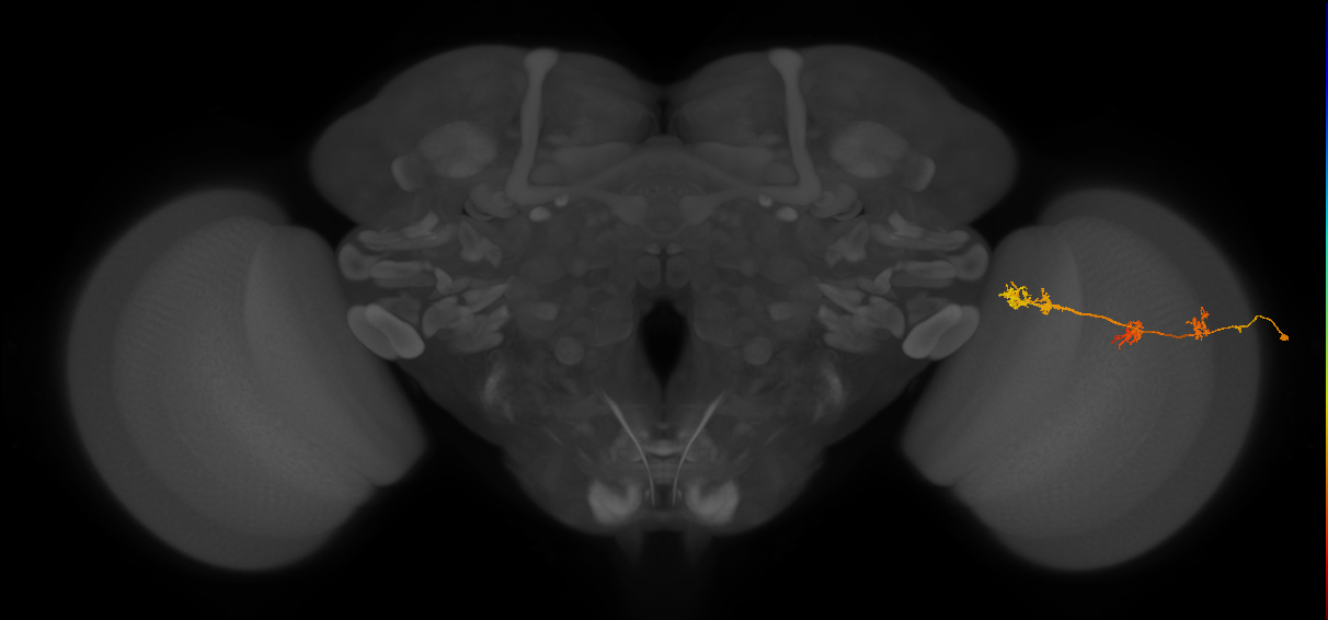 TmY17_R (JRC_OpticLobe:41153)