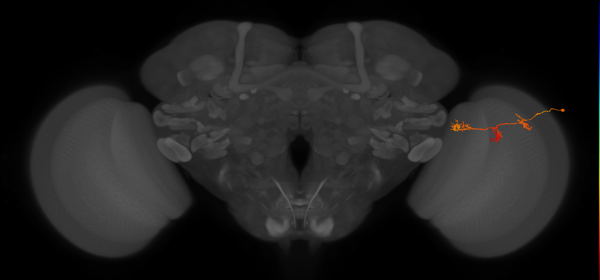TmY17_R (JRC_OpticLobe:59079)