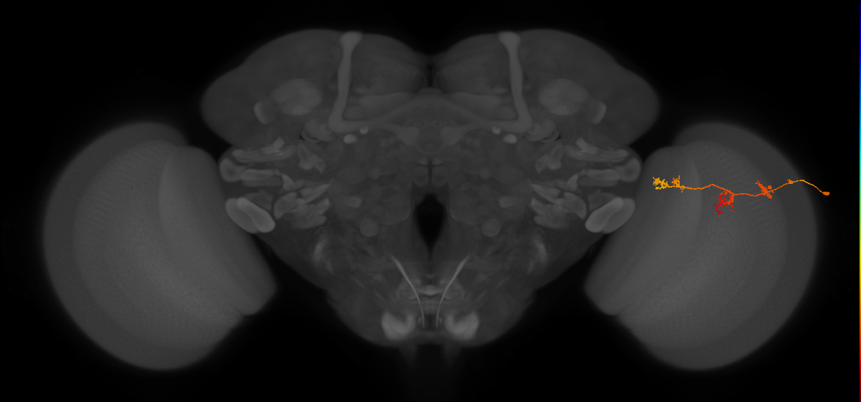 TmY17_R (JRC_OpticLobe:56125)