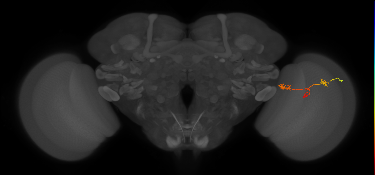 TmY17_R (JRC_OpticLobe:52103)