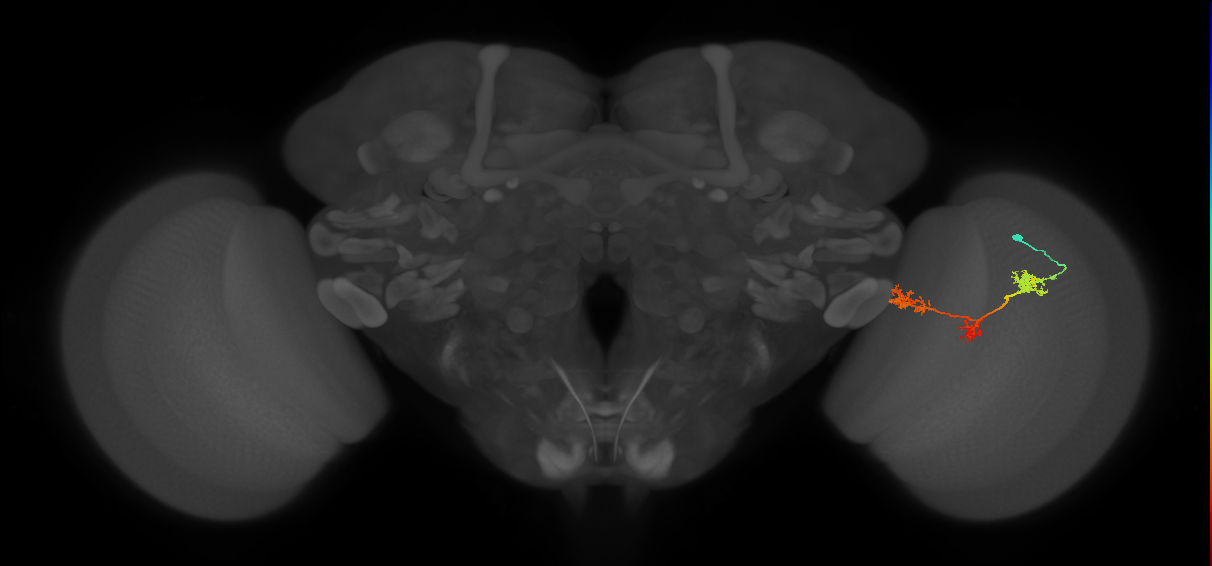 TmY17_R (JRC_OpticLobe:37461)