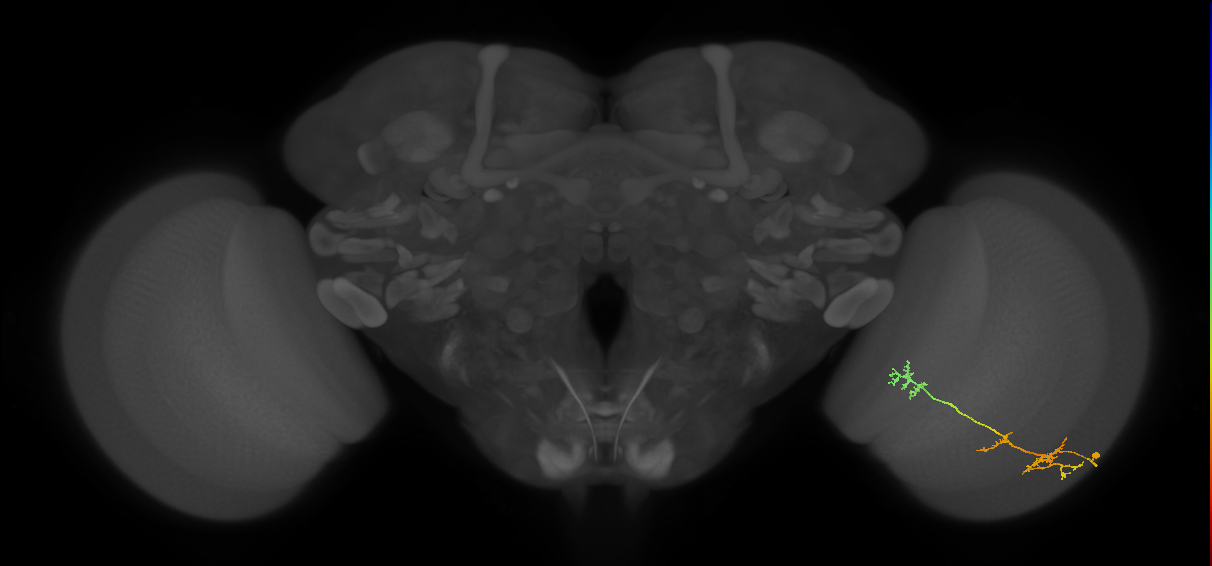 TmY17_R (JRC_OpticLobe:56445)