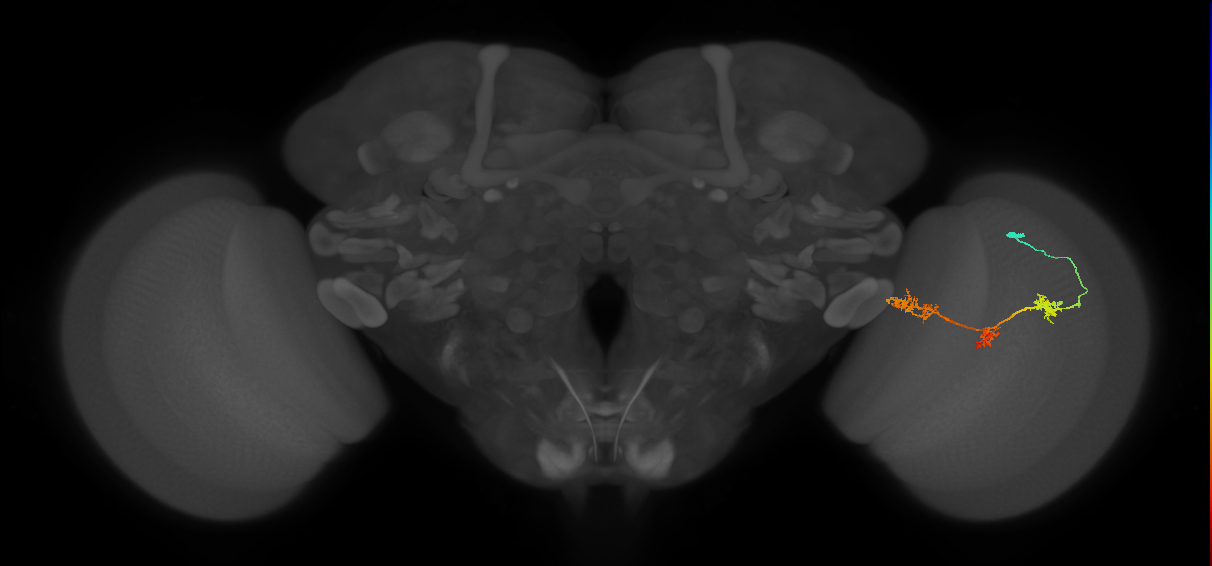 TmY17_R (JRC_OpticLobe:36964)