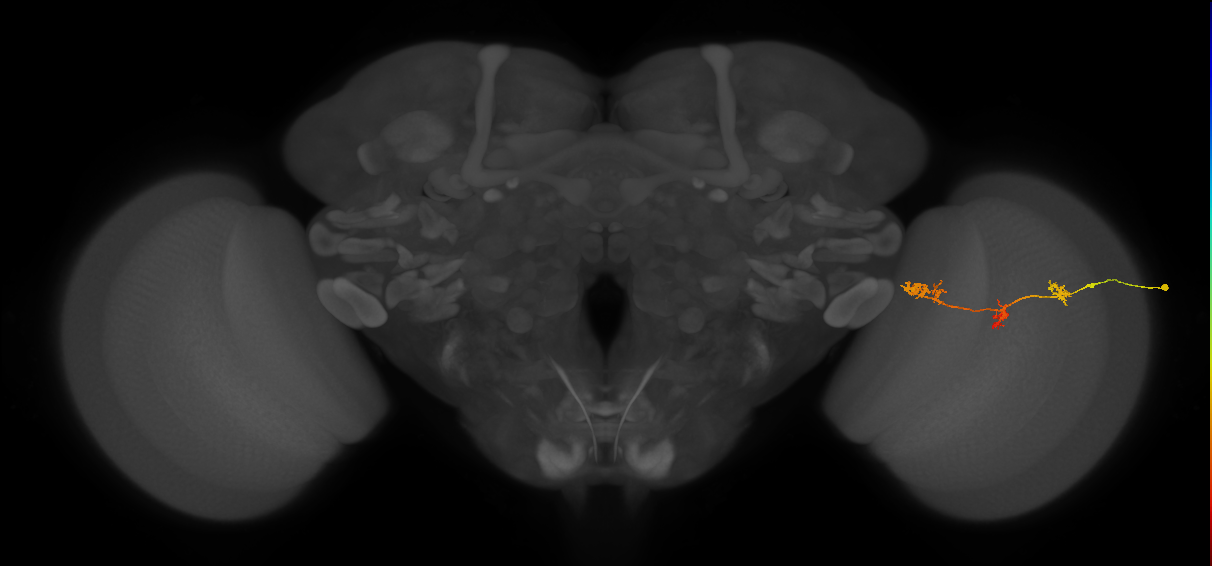 TmY17_R (JRC_OpticLobe:66108)