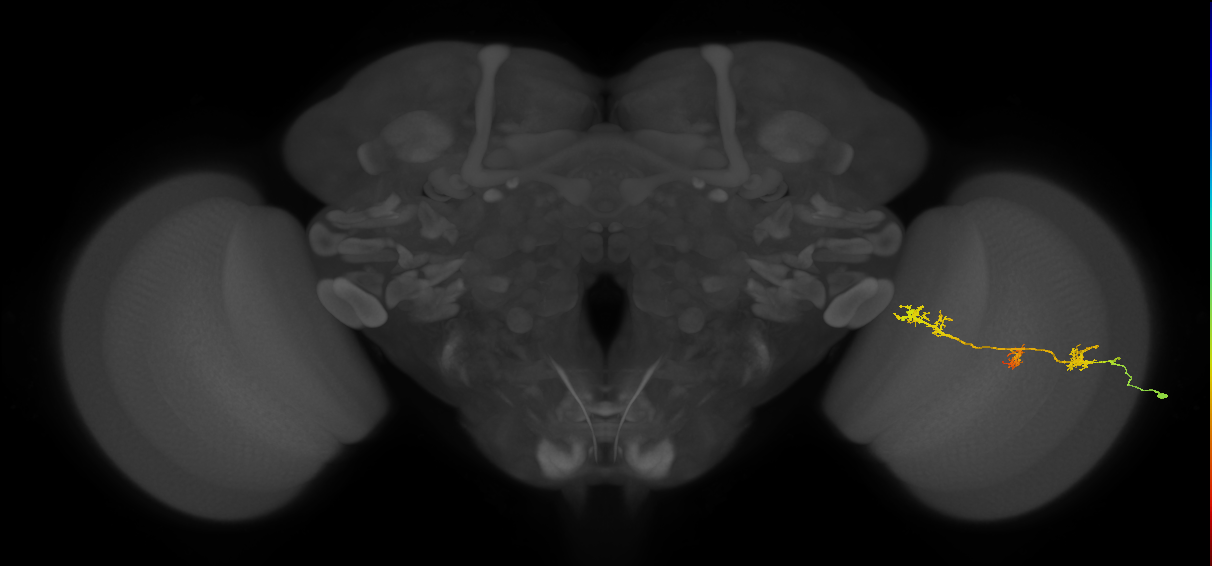 TmY17_R (JRC_OpticLobe:36314)