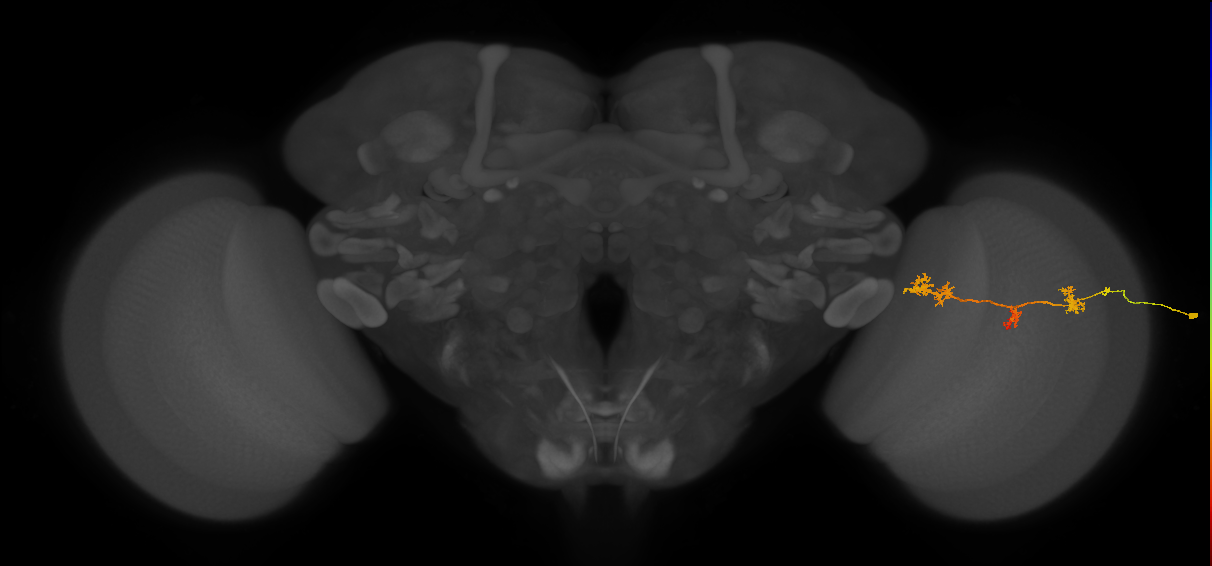 TmY17_R (JRC_OpticLobe:50722)