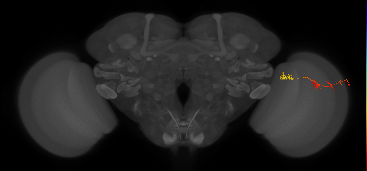 TmY17_R (JRC_OpticLobe:50211)