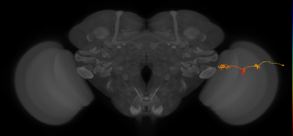 TmY17_R (JRC_OpticLobe:66432)