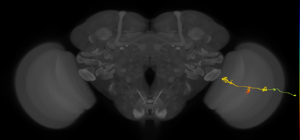 TmY17_R (JRC_OpticLobe:57928)