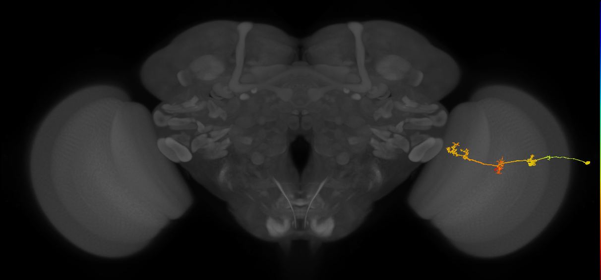 TmY17_R (JRC_OpticLobe:53242)