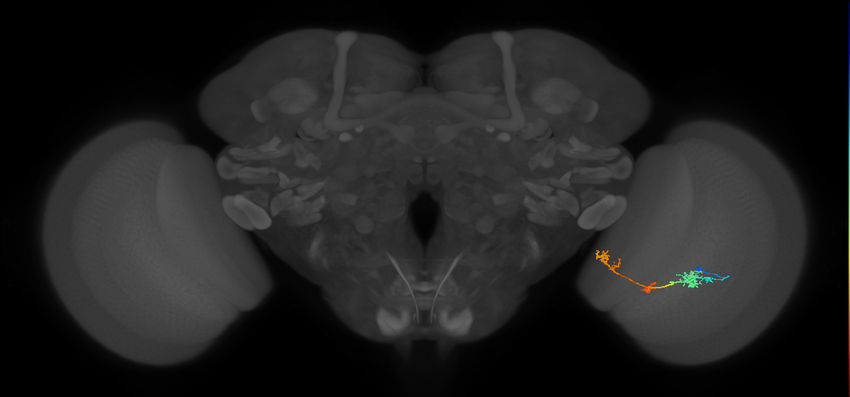 TmY17_R (JRC_OpticLobe:36427)