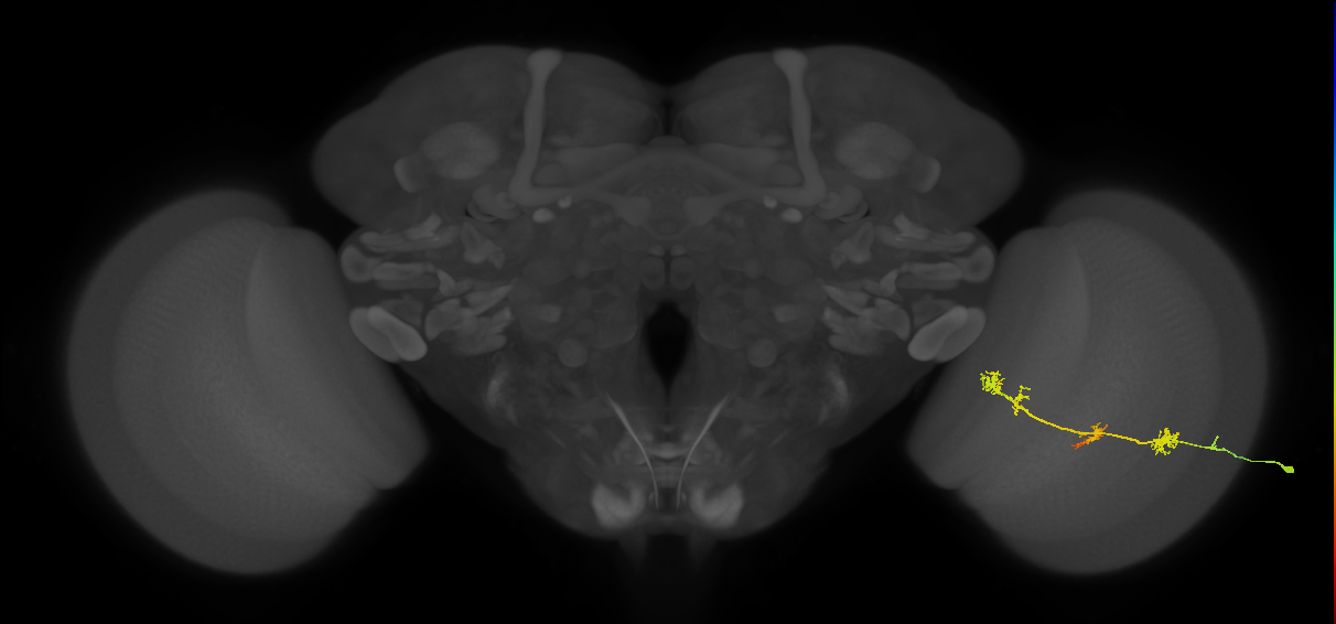 TmY17_R (JRC_OpticLobe:37869)