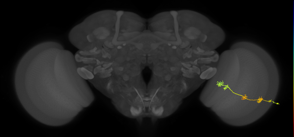 TmY17_R (JRC_OpticLobe:32235)