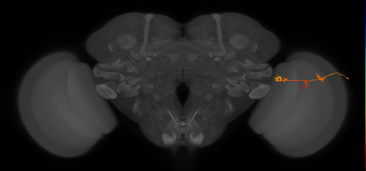 TmY17_R (JRC_OpticLobe:52570)