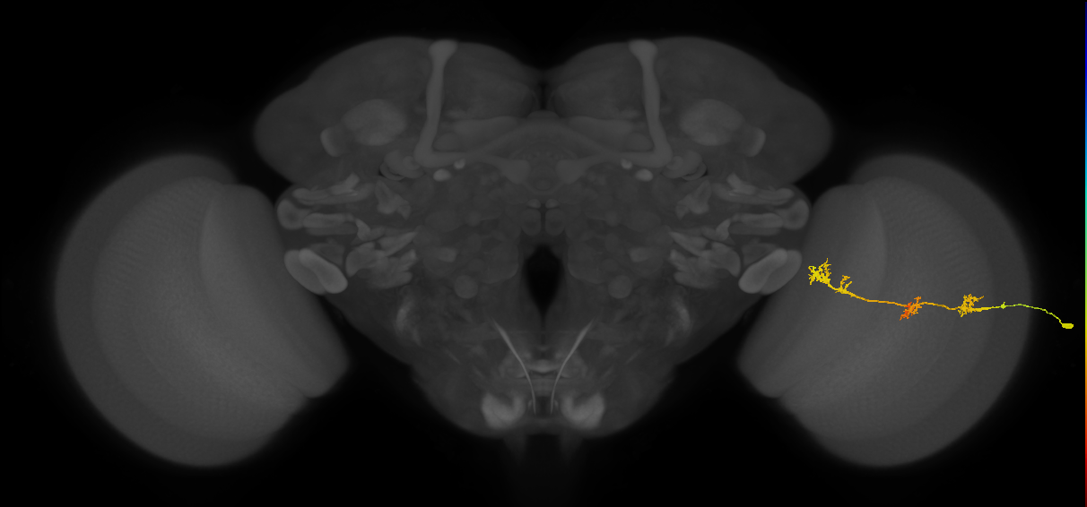 TmY17_R (JRC_OpticLobe:33938)
