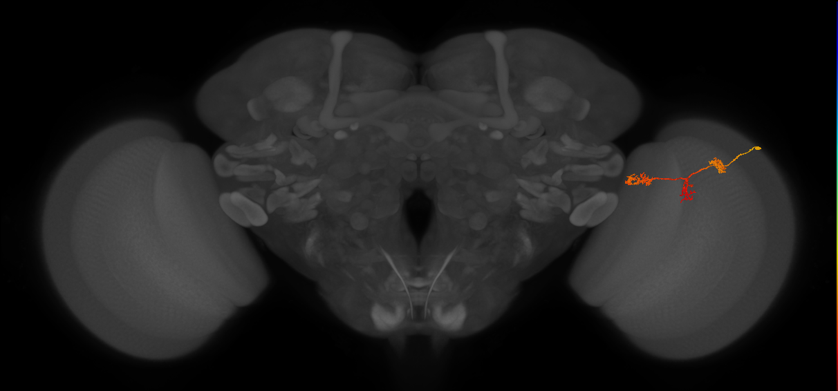 TmY17_R (JRC_OpticLobe:58330)