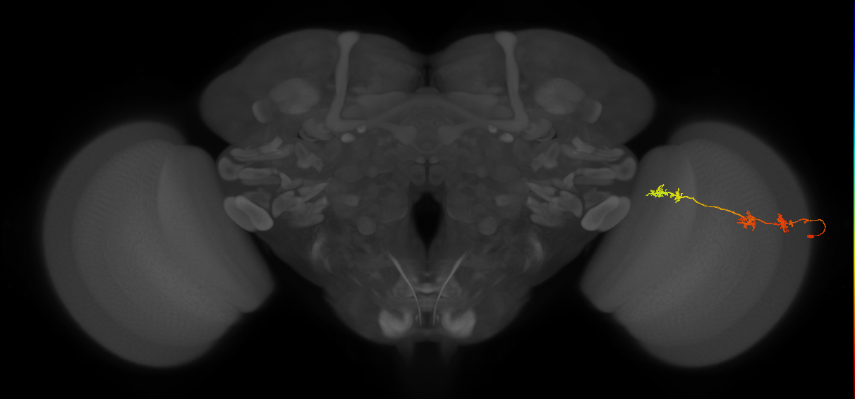 TmY17_R (JRC_OpticLobe:48671)