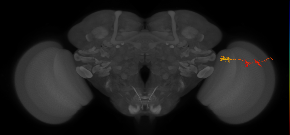 TmY17_R (JRC_OpticLobe:52444)