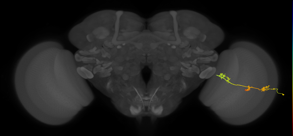 TmY17_R (JRC_OpticLobe:33576)