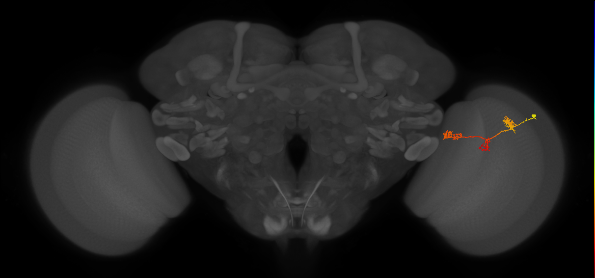 TmY17_R (JRC_OpticLobe:52913)