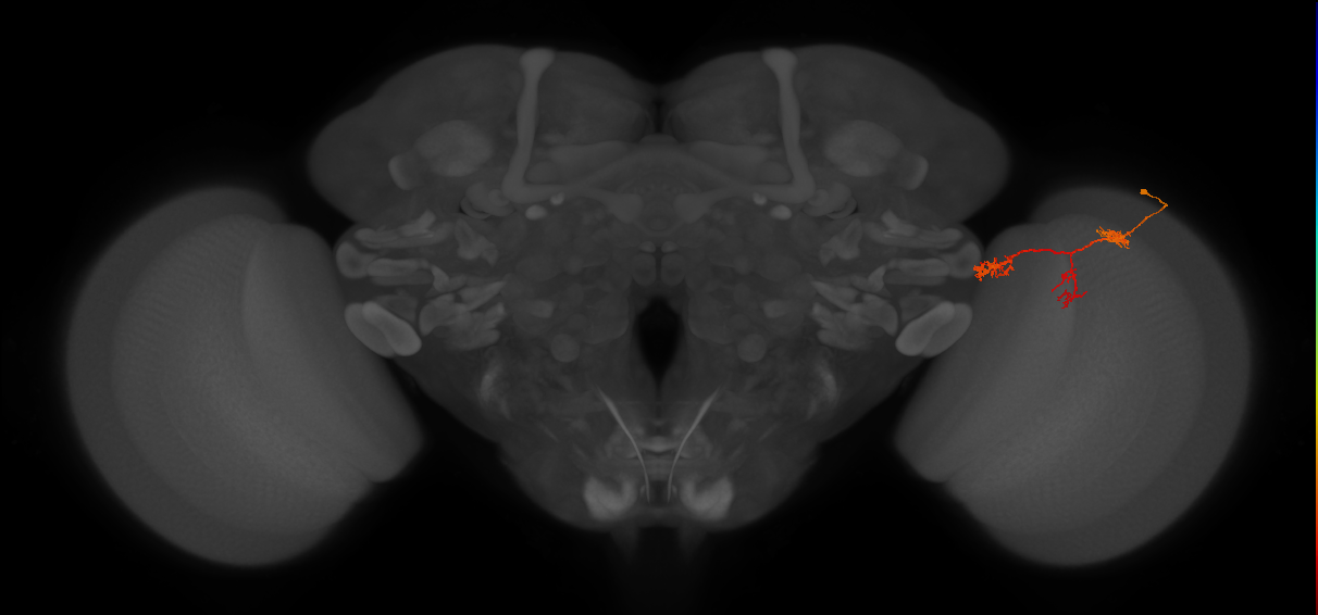 TmY17_R (JRC_OpticLobe:59833)