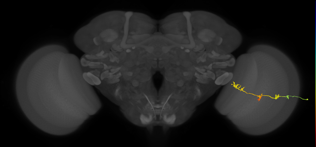 TmY17_R (JRC_OpticLobe:41055)