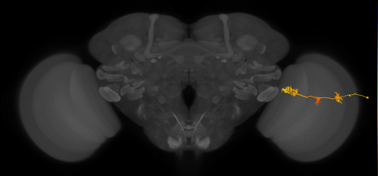 TmY17_R (JRC_OpticLobe:30608)