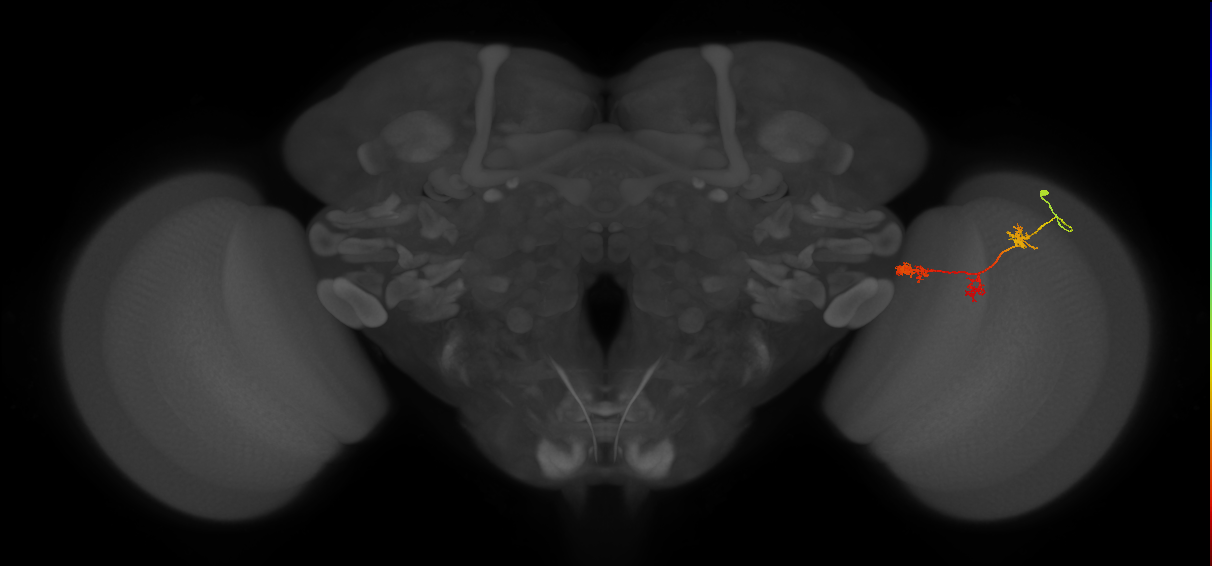 TmY17_R (JRC_OpticLobe:54736)