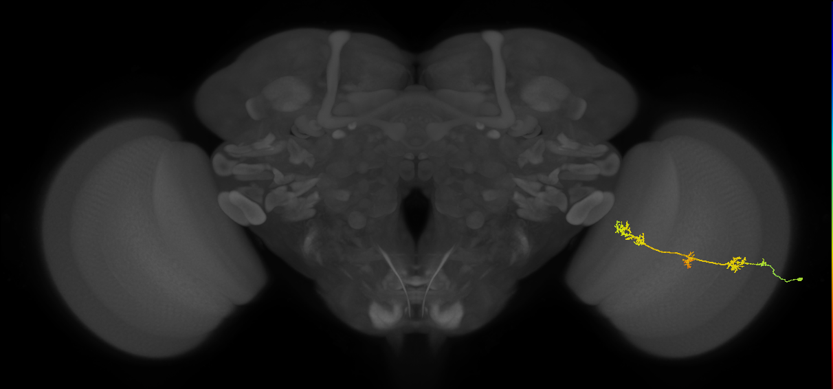 TmY17_R (JRC_OpticLobe:38420)