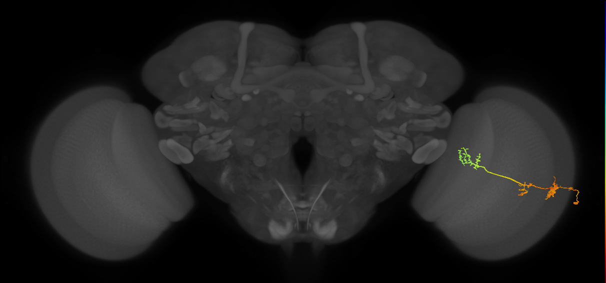 TmY17_R (JRC_OpticLobe:41360)