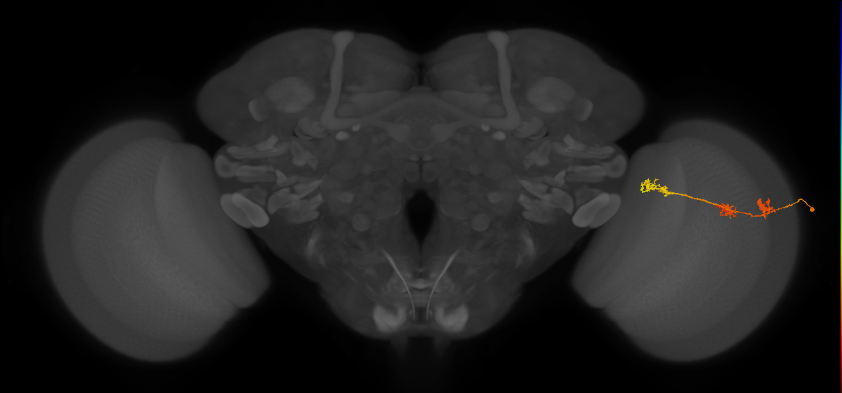 TmY17_R (JRC_OpticLobe:47278)