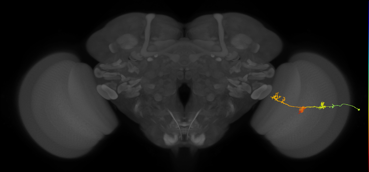 TmY17_R (JRC_OpticLobe:38401)